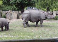 Zoo ostoją dla zagrożonych gatunków