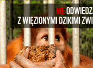 Jak pomóc dzikim zwierzętom w czasie wakacji?