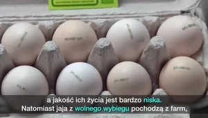 Jaja z chowu klatkowego znikają ze sklepów. Hodowców czekają wielkie zmiany