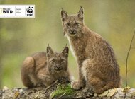 Ratujemy polskie drapieżne koty. Rusza druga edycja akcji #PiątkaDlaRysia organizowanej przez Nat Geo Wild z WWF Polska