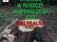 Wycinka w Puszczy jest niezgodna z prawem, potwierdza rzecznik generalny Trybunału UE