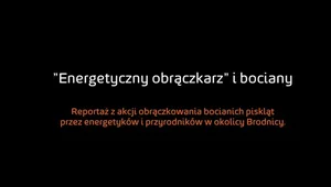 Energetyczni obrączkarze znowu w akcji