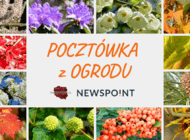 Pocztówka z ogrodu od Newspoint