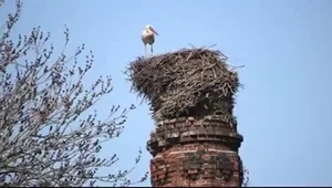 Bociany zagościły w domach w całej Polsce 