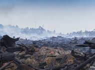 Nowy raport WWF: 3 miliardy zwierząt ucierpiały w wyniku pożaru buszu w Australii 