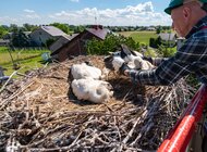 Energetycy i ekolodzy dla bocianów