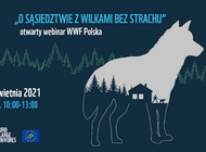 O sąsiedztwie z wilkami bez strachu - webinar WWF Polska