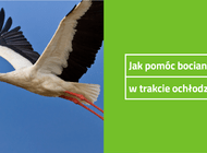 Pomoc bocianom w trakcie ataku zimy