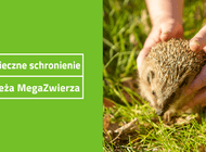 Bezpieczne schronienie dla jeża MegaZwierza