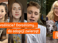 ING: Dorośliście? Dorośliśmy do adopcji zwierząt