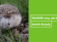 TAURON pokazuje, jak zbudować domek dla jeża [WIDEO]