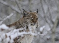 Odpowiedź na tzw.  “List do wydawcy” pisma “Biodiversity and Conservation”  wystosowany przez grupę czeskich naukowców nt. projektu reintrodukcji rysi prowadzonego w północno-zachodniej Polsce oraz jego medialny oddźwięk. 