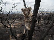 „Obietnica klimatyczna to za mało” - nowa kampania klimatyczna WWF Polska