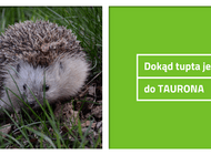 Dokąd tupta jeż? Do TAURONA