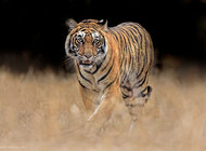 Jak żyć w sąsiedztwie tygrysów. Raport WWF
