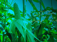 Poliuretany z pochodnych kukurydzy alternatywą dla materiałów petrochemicznych