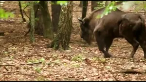 Kłusownicy zabijają gatunki chronione