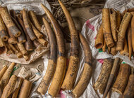 Przestępczość przeciwko przyrodzie – raport WWF o sytuacji w kraju