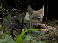 KE rozważa zmianę statusu ochrony wilków 