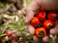 Olej palmowy - od bojkotu do zrównoważonej produkcji