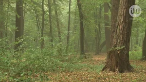 Tego lata nie będziesz nudzić się w lesie