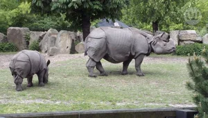 Zoo ostoją dla zagrożonych gatunków