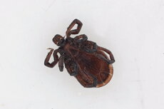 Ixodes_ricinus- strona_brzuszna.jpg