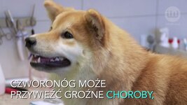 Byłeś na wakacjach ze zwierzęciem? Lepiej zabierz je do weterynarza