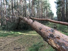 Energetycy Enei Operator przywracają zasilanie po orkanie w okolicach wsi Toporów w woj. lubuskim (8).JPG