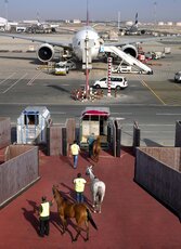 Horses boarding the horse stall at DWC through a dedicated horse ramp.jpg