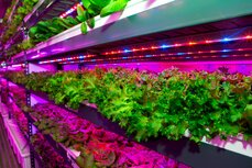 Vertical farming facility.jpg