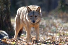 WILK_(Canis lupus)_C.Korkosz_0048.jpg