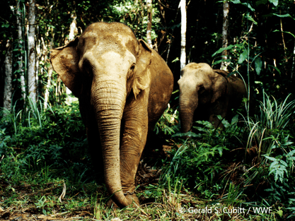 slonik i slonica