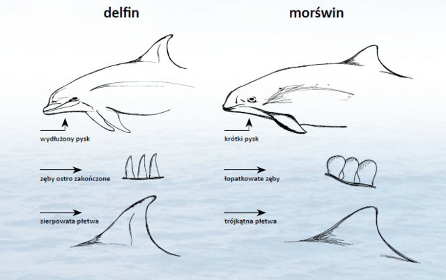 Różnice między morświnem delfinem. Błękitny Poradnik