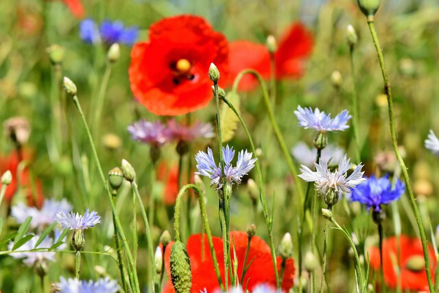 alpine-cornflower-3431590_1920.jpg