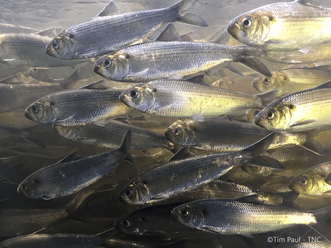 Alewives during spring migration in Maine © TimPaul-TNC.png