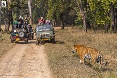 tygrys Indie.jpg