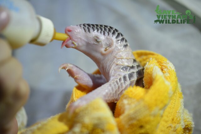Mały pangolin ratowany przez Save Vietnam's Wildlife copy.jpg