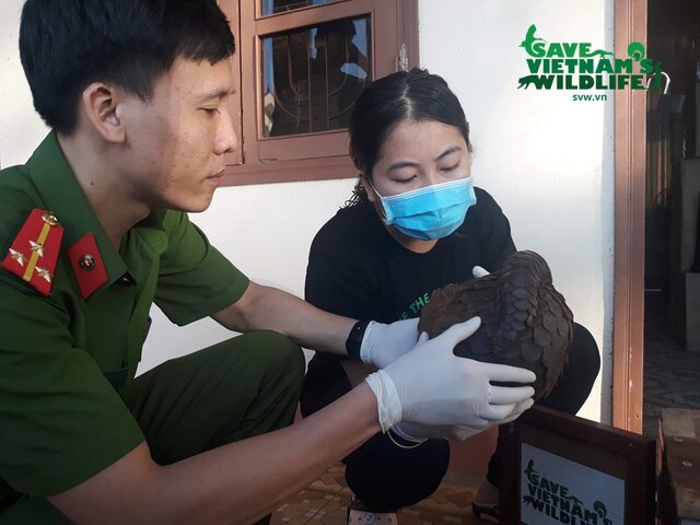 konfiskata pangolinów i przekazanie do stacji rehabilitacji Save Vietnam's Wildlife.jpg