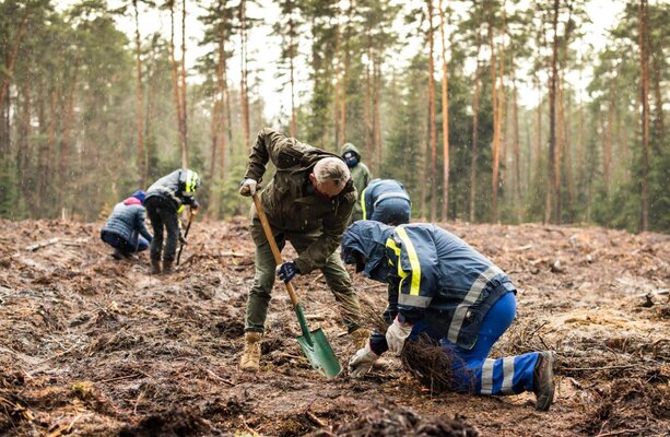 „Sadzimy kolejne pokolenie lasu” - akcja wolontariuszy Grupy Enea w lasach Nadleśnictwa Staszów (1)