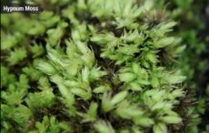 Hypnum moss.png