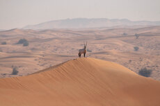 observances-worldwildlifeday-arabianoryx.jpg