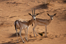 observances-worldwildlifeday-sandgazelle.jpg