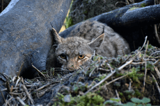 foto_ A_Veljković (WWF Polska).png