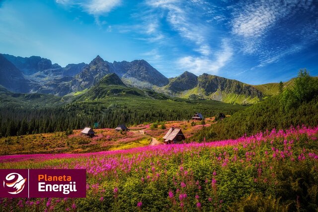 PE parki Hala Gasienicowa w Tatrach uslana kwiatami wierzbowki kiprzycy