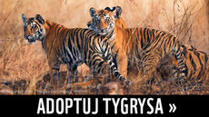 adoptuj tygrysa banner.png