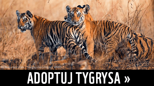 adoptuj tygrysa banner