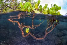 © Antonio Busiello  WWF-US,Mangroves in Los Túneles on Isabela Island.jpg