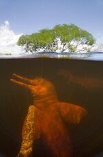 © naturepl_com  Kevin Schafer  WWF, Amazon river dolphin.jpg