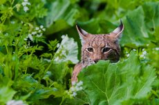 © Tomas Hulik, Eurasian lynx hunting (Lynx lynx).jpg